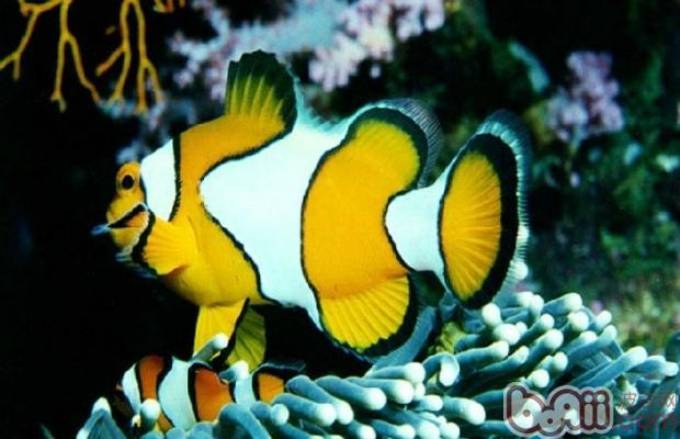 十點原則養深水<a href=/zhonglei/fish/ target=_blank class=infotextkey>魚</a>不再困難