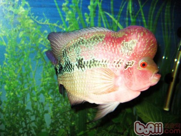 飼養羅漢<a href=/zhonglei/fish/ target=_blank class=infotextkey>魚</a>首先要選好苗子