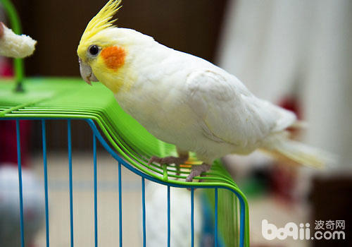玄鳳鸚鵡有什么習性