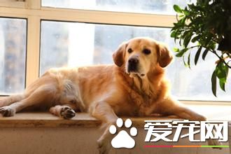 金毛尋回犬分幾類 可以分為英系和美系