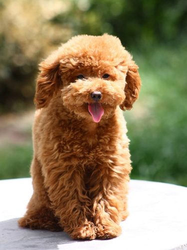 泰迪犬的壽命 照顧得好可延長壽命