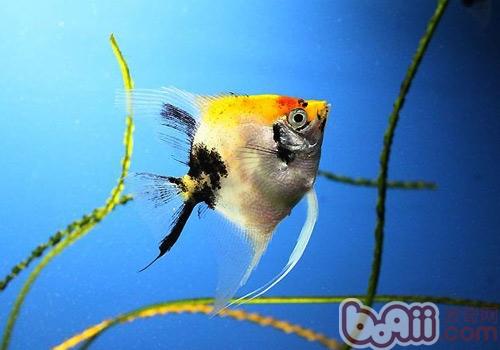 如何分辨七彩神仙<a href=/zhonglei/fish/ target=_blank class=infotextkey>魚</a>的雌雄呢
