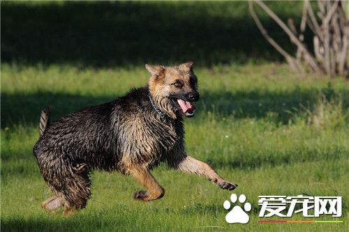 德國牧羊犬25天該怎么飼養 德牧喂食選擇