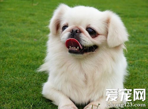 京巴的智商 并不屬于高智商狗狗