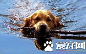 金毛尋回犬喜叫程度 <a href=/zhonglei/gou/ target=_blank class=infotextkey>狗</a>狗相對安靜溫順不愛叫