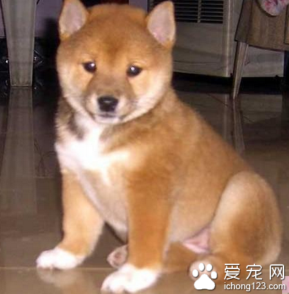 秋田犬幼犬特征 被毛應為雙層毛