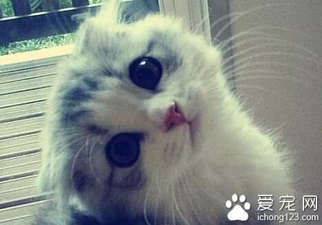 貓的習性 貓是夜游動物非常喜歡晚上活動