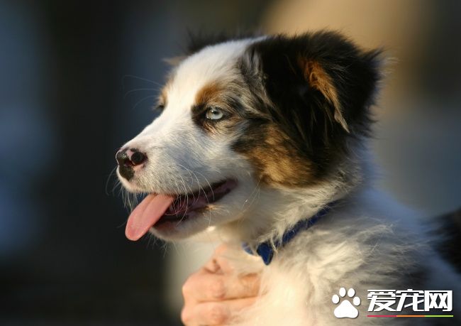 蝴蝶犬長多大 標準的身高雄性在20到30厘米