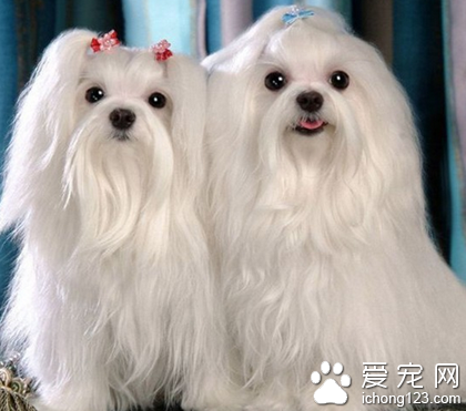 小型犬的壽命 它們壽命一般在15年左右
