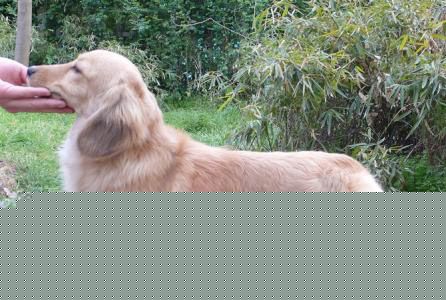 長毛臘腸犬的智商 長毛臘腸犬智商排名不太高