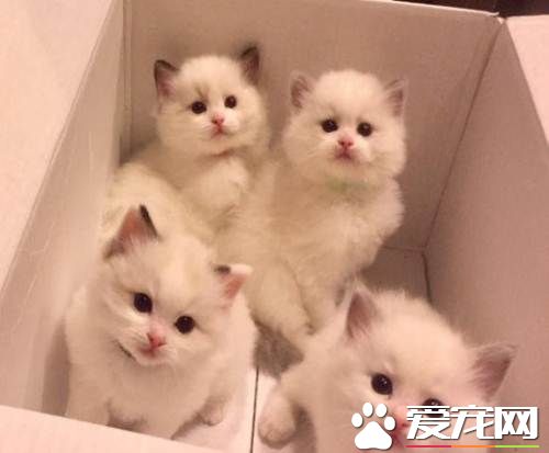 如何糾正布偶貓咬人  什么原因導致布偶貓咬人的