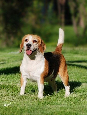 比格犬聰明嗎 性格開朗歡愉的<a href=/zhonglei/gou/ target=_blank class=infotextkey>狗</a>狗