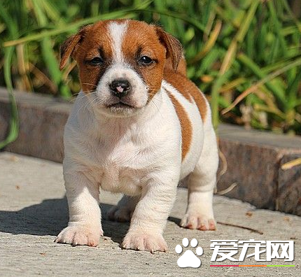 杰克羅素梗貴嗎 杰克羅素梗犬價格在2500左右