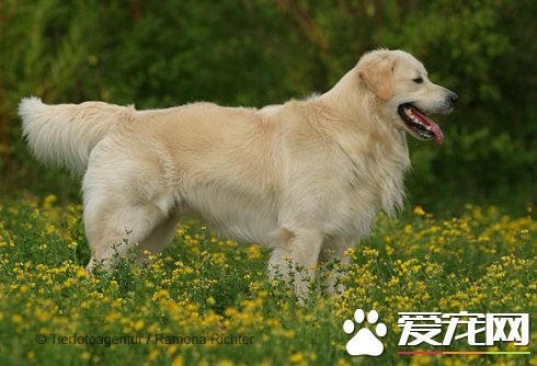 金毛尋回犬的特點 金毛犬喜歡玩耍和撒嬌