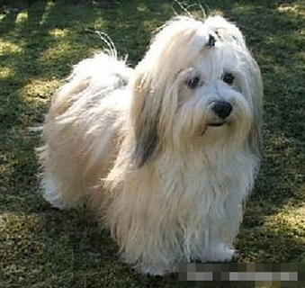 哈威那的形態特征 該犬體型雖小但很強壯