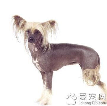 冠毛犬的形態特征  稀有的無毛犬之一