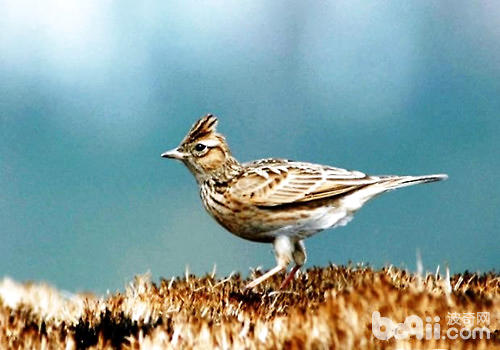 怎么樣讓百靈<a href=/zhonglei/niao/ target=_blank class=infotextkey>鳥</a>的叫聲悅耳動聽？