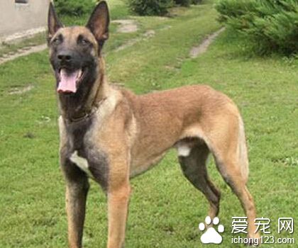 比利時瑪利諾犬的特點 優秀的家庭伴侶犬