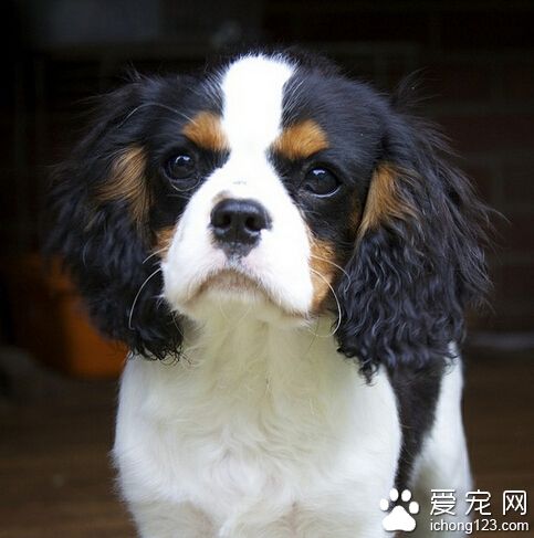 查理士王小獵犬的形態特征 受英國上流人士喜愛