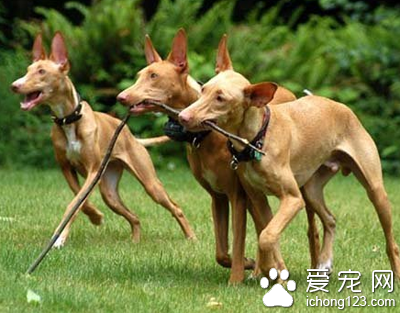 法老王獵犬的特點 動作非常平穩迅速
