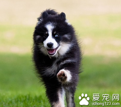 芬蘭獵犬的形態特征 有非常勻稱的身軀
