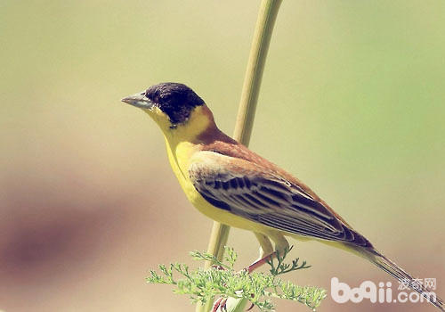 <a href=/zhonglei/niao/ target=_blank class=infotextkey>鳥</a>仰頭怎么辦