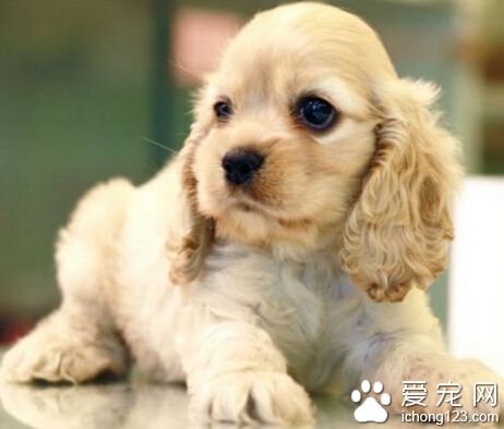 可卡的性格 性格溫順聽話