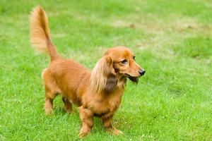 長毛臘腸犬的智商 長毛臘腸犬智商排名不太高