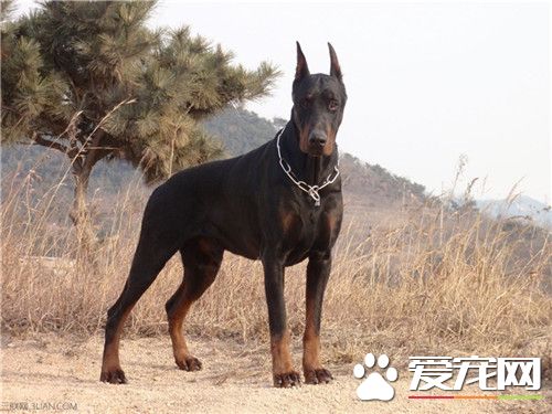 大型杜賓犬好養 在大型犬里是不好養的