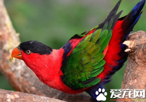 黑頂吸蜜鸚鵡如何分辨公母 公的鸚鵡體色比較紅