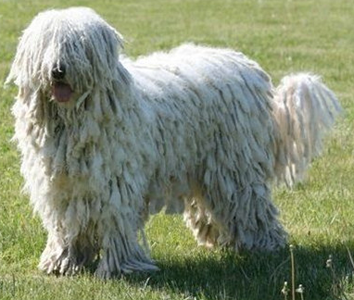 可蒙犬的形態特征 幼犬的被毛相對柔軟
