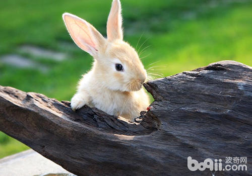 飼料與<a href=/zhonglei/chongwutu/ target=_blank class=infotextkey>兔</a>繁殖有何關系