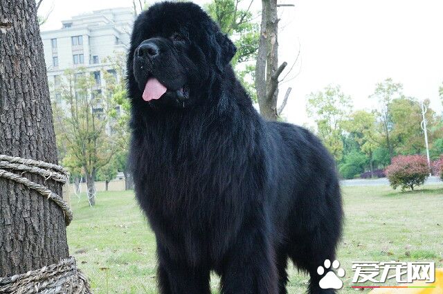 巨型紐芬蘭犬吃什么 紐芬蘭犬的喂食要點