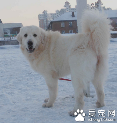 大白熊犬咬人 性格穩定心情舒暢