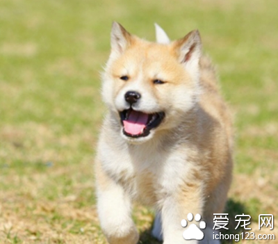 秋田犬的特點 該犬頭部呈三角形