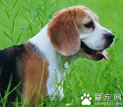 比格犬性格 比格犬天性活潑而且不怕生