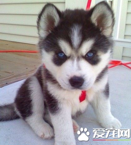 哈士奇幼犬怎么養 兩個月左右的哈士奇怎么養
