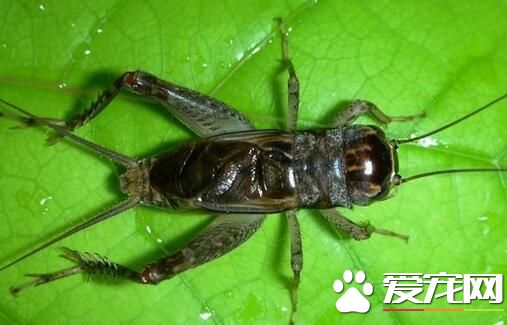 蟋蟀用什么發聲 翅膀收閉就能產生聲音