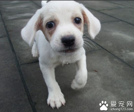 狗狗一天喂幾次 狗狗的喂食需要規律