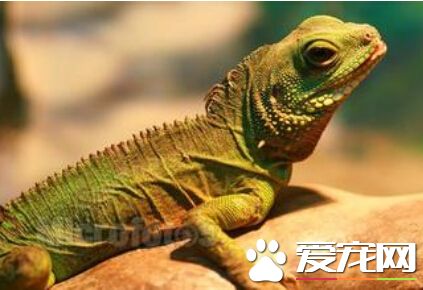 寵物蜥蜴咬人嗎 飼養蜥蜴時的注意事項