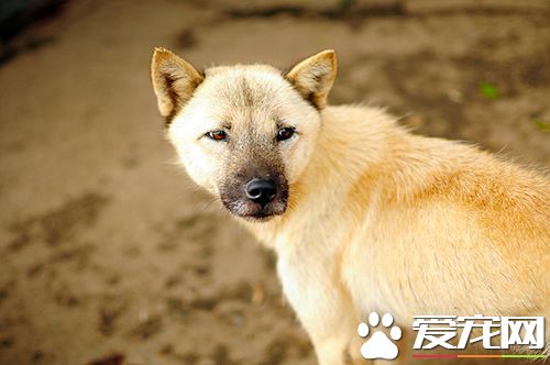 狗狗不同季節如何正確管理 狗一年四季管理匯總