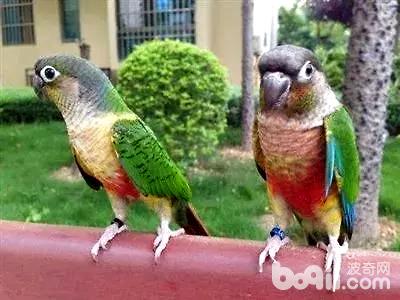 小太陽鸚鵡多少錢一只
