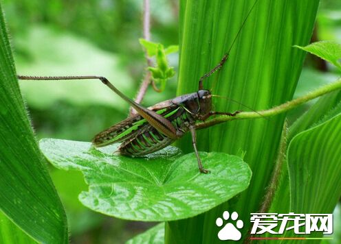 蟈蟈是害蟲還是益蟲 蟈蟈就是一種益蟲