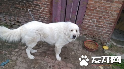 大白熊犬好養么 大白熊不好養不是很能吃