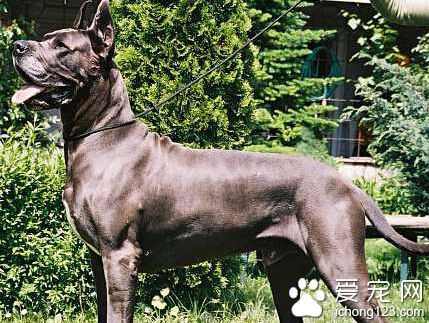 大丹犬性格 有很強忍耐力的狗狗