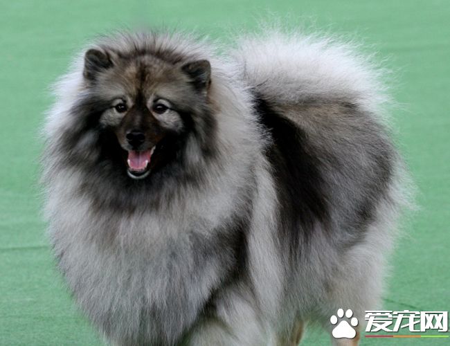荷蘭毛獅犬掉毛程度 掉毛情況并不嚴重