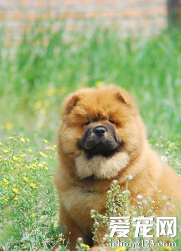 松獅犬的特點 聰明機靈我行我素
