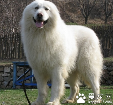 大白熊犬智商排名 該犬擁有強大的力量