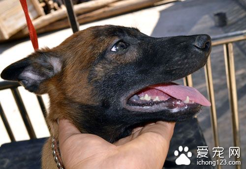 比利時馬林諾斯犬的形態特征 肌肉發達