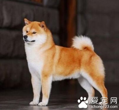 柴犬的形態特征 有它自己的特性之處